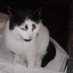 04.02.2024 St2189  Wonsees – Kainach, verletzte schwarz weiße Katze gefunden.